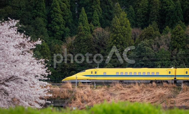 桜とドクターイエロー（滋賀県米原市） ドクターイエロー,新幹線,jrの写真素材
