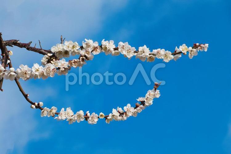 可愛い枝ぶりの梅の花と早春の青空 梅,春,早春の写真素材