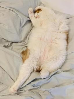 猫 猫の写真