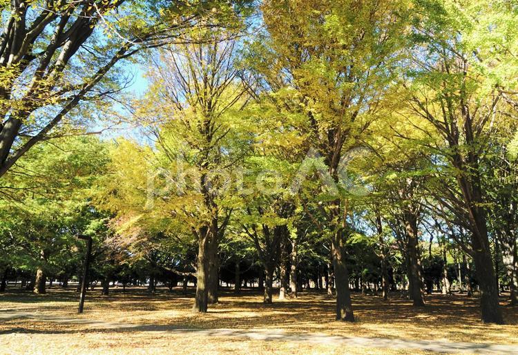 代々木公園 代々木公園,木漏れ日,小春日和の写真素材