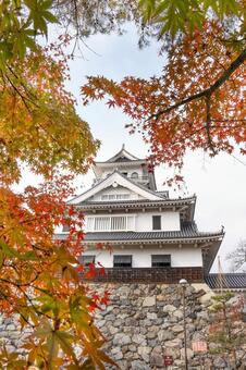 長浜城と紅葉 長浜城,紅葉,秋の写真素材