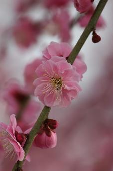 ウメの花 ウメの花の写真