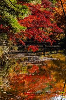 神戸市立森林植物園の紅葉　リフレクション 兵庫県,神戸市,北区の写真素材