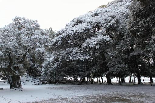 雪が積もった木の写真