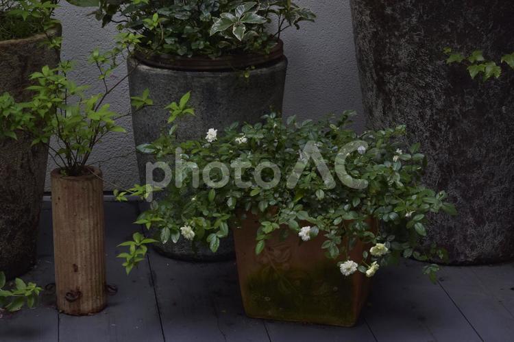 鉢植えのある風景 陶器,庭,ガーデンの写真素材