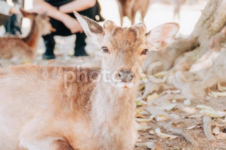 何か食べ物をいただけますか 鹿,動物,哺乳類の写真素材