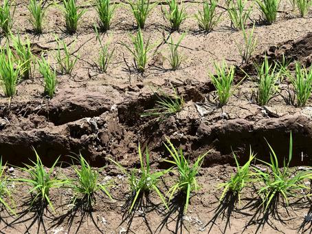 Rice field, JPG