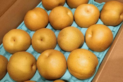【ふるさと納税】梨｜フルーツ定期便 食べ物,食品,果物の写真素材