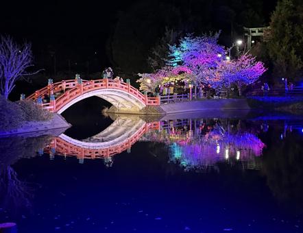 桜 桜 桜,イルミネーション,ライトアップの写真素材