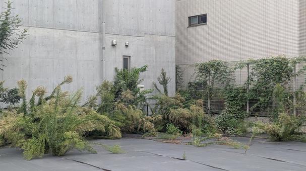 雑草だらけの住宅街の空き地 雑草だらけの住宅街の空き地 空き地,雑草,建設予定地の写真素材
