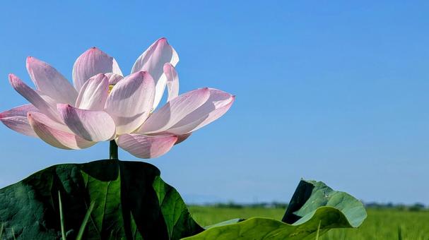 蓮の葉と花:青と緑とピンクのコントラスト 蓮の葉と花:青と緑とピンクのコントラスト ハス,蓮の花,青空の写真素材