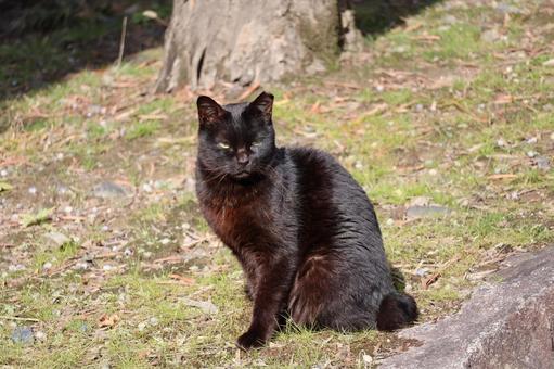 芝生に座る黒猫のいる風景 芝生,座る,黒猫の写真素材