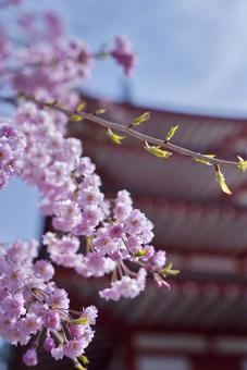 cherry blossoms and pagoda, башня, вишневое дерево, розовый, JPG