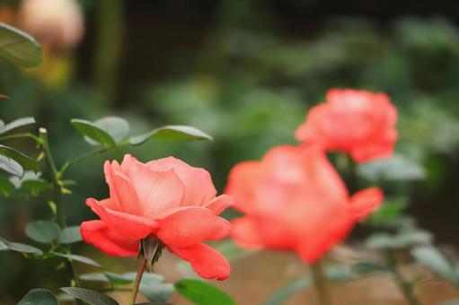 オレンジ色のバラの花（スーパースター） ばら,バラ,薔薇の写真素材