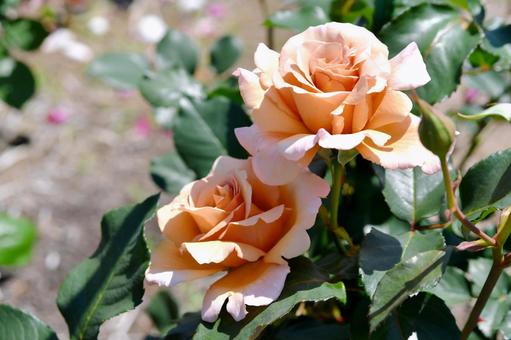 薔薇 ジュリア 薔薇 ジュリア 薔薇,ジュリア,花の写真素材