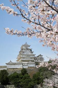 Photo, himeji castle, sakura, world heritage, 
