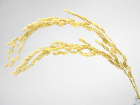 瓶に挿した稲穂 2 瓶に挿した稲穂 2 稲穂,稲,米の写真素材