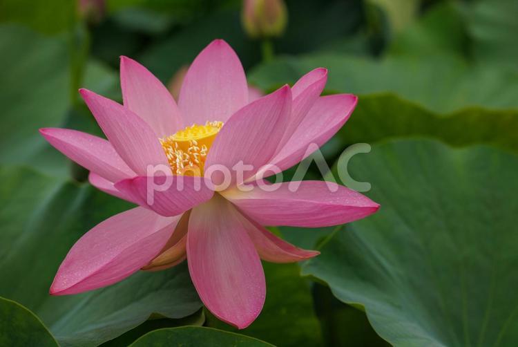 清廉さの象徴的な植物蓮の花 蓮,はな,ピンクの写真素材
