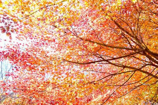 逆光で輝くもみじの紅葉 そのまんま公園,小高い丘,紅葉の写真素材