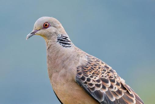 キジバト、半身アップ キジバト,雉鳩,ハトの写真素材