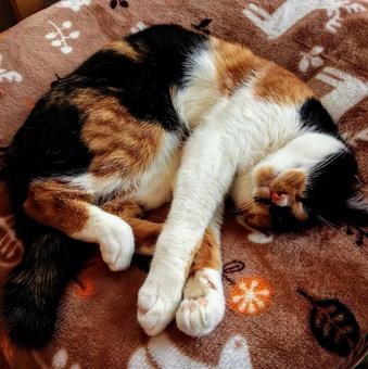 昼寝する猫 昼寝する猫の写真