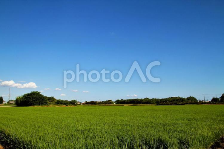 緑の田んぼと青空 田んぼ,田,稲の写真素材