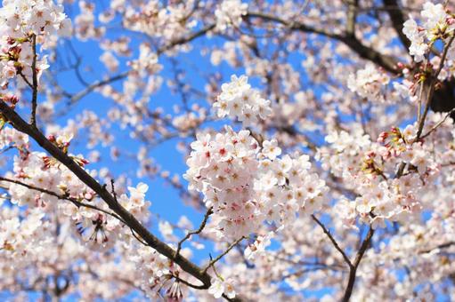 満開の桜 満開の桜 さくら,春,卒業式の写真素材