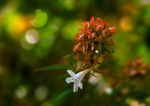 Photo, averia, plant, flower, 