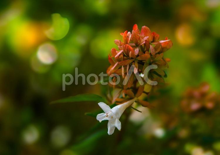 アベリアの花のイメージ アベリア,植物,花の写真素材