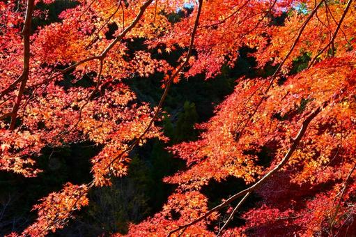 大滝渓谷の紅葉風景 王滝渓谷,紅葉,秋の写真素材