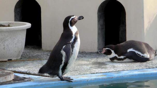動物園のペンギン 動物園のペンギンの写真