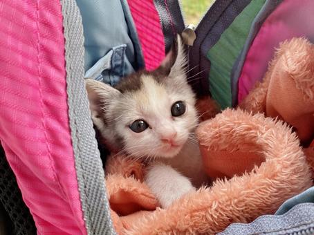 バッグに入った子猫 バッグに入った子猫 猫,ねこ,こねこの写真素材