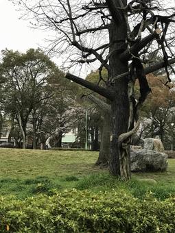 連理の枝 連理の枝の写真