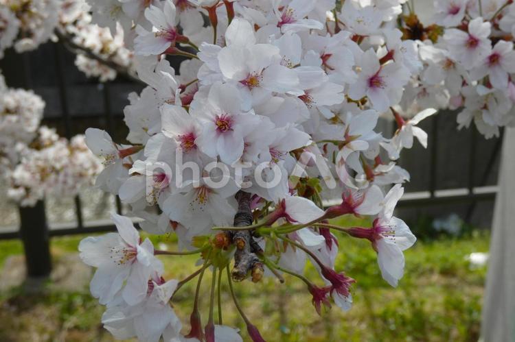 生田川の桜03 桜,春,ソメイヨシノの写真素材