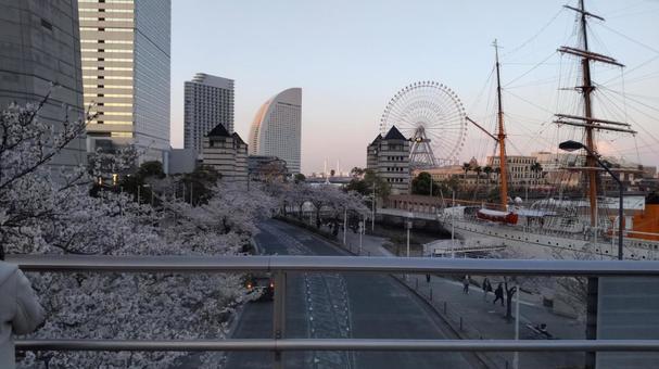 みなとみらい_夕暮れ 景色,背景,桜並木の写真素材