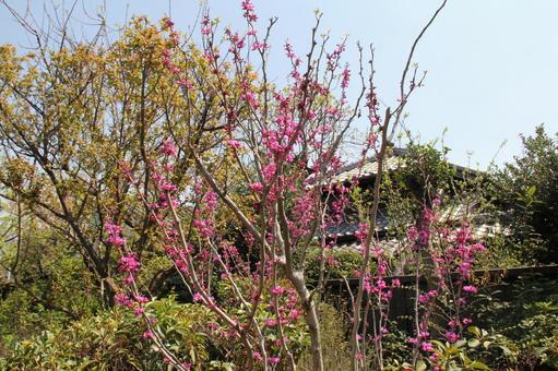 ハナズオウ・花蘇芳 ハナズオウ・花蘇芳の写真