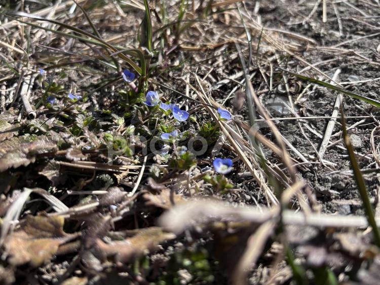 オオイヌノフグリの花 オオイヌノフグリ,花,青の写真素材