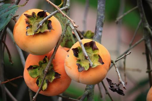食べごろを迎えた柿の実 食べごろを迎えた柿の実の写真