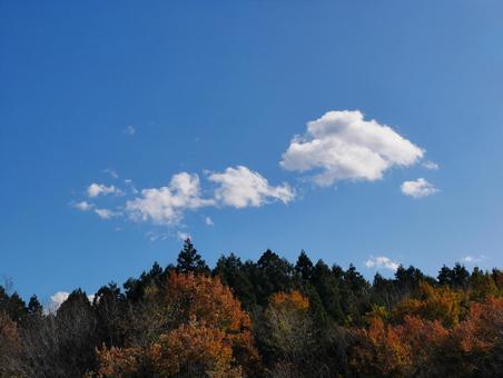 背景に合う秋空と紅葉 紅葉,秋,秋空の写真素材