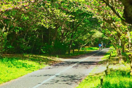 森の中へ進む道路の写真