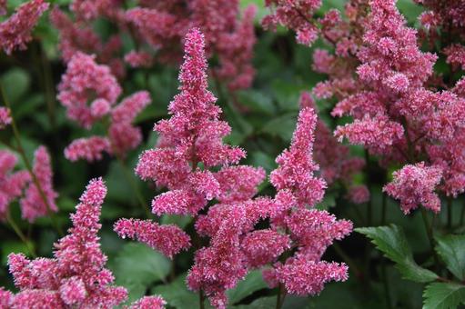 アスチルベ アスチルベ,アケボノショウマ,曙升麻の写真素材