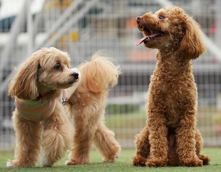 2匹のワンコ（ミックス＆トイプードル） 犬,トイプードル,ミックス犬の写真素材