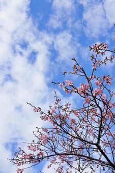 ＜春のイメージ＞青空と梅の花 梅,花,梅の花の写真素材