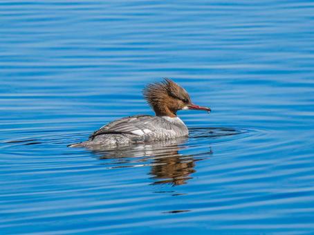 池を泳ぐカワアイサ 池を泳ぐカワアイサ カワイサ,野鳥,鳥の写真素材