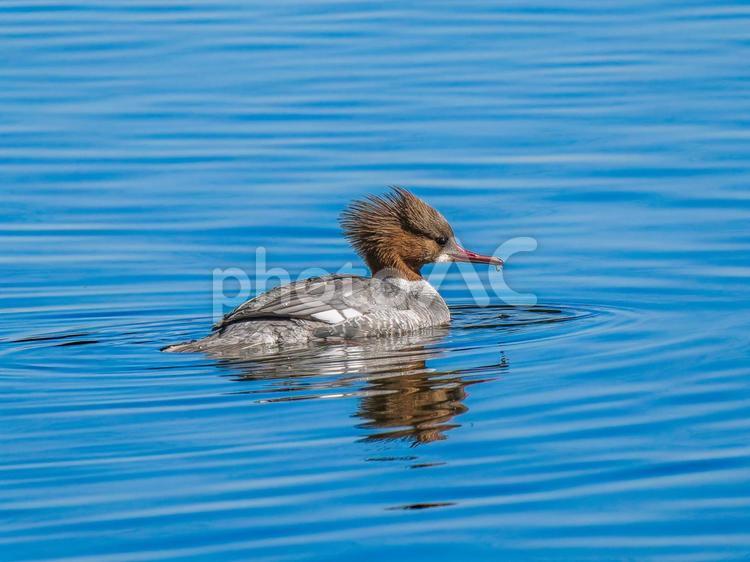 池を泳ぐカワアイサ カワイサ,野鳥,鳥の写真素材