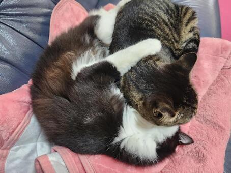 無防備な保護猫 猫,仰向け,ハチワレの写真素材