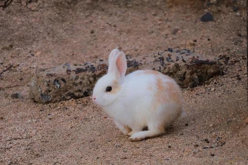 Photo, rabbit, tiny, fluffy, 