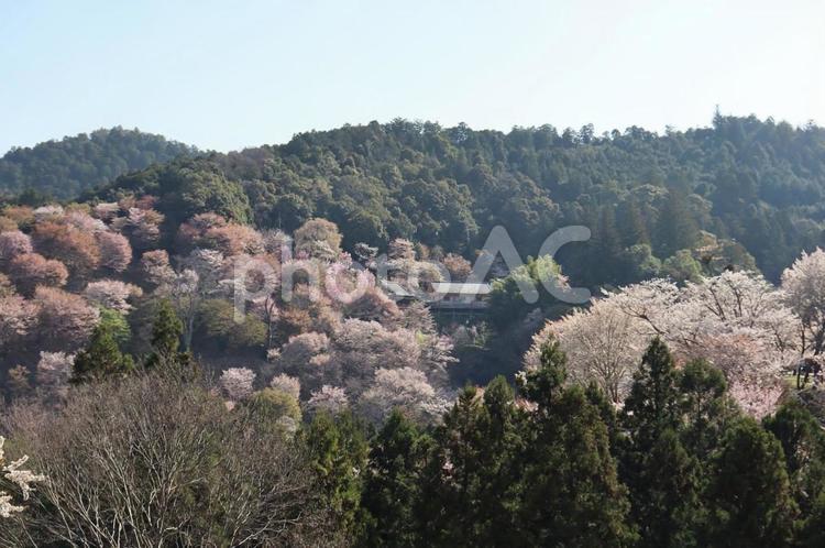 山と桜と 春,山,風景の写真素材