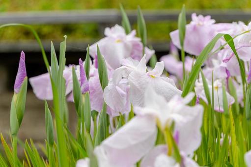 緑陰に咲く淡青紫の花菖蒲の写真
