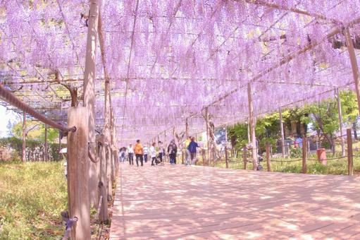 [Aichi Prefecture] Wisteria trellis at Mandaraji Park in Konan City, JPG